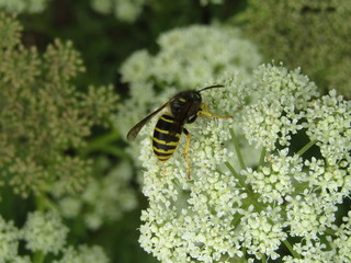 Wasp in white colors