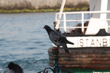 pigeon on the fence sea