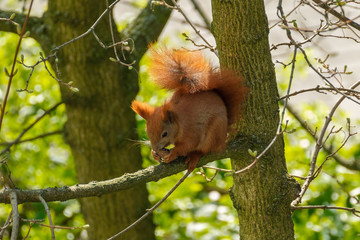 Eichhörnchen im Garten