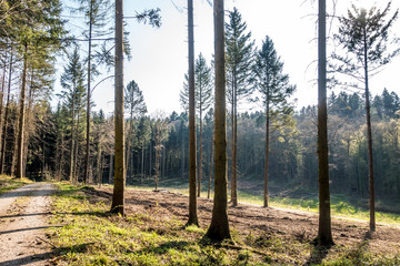 Gefällte Bäume und gerodeter Waldlichtung