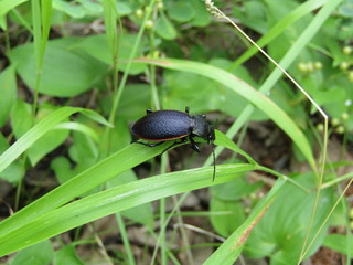 Black Forest Beetle on a leaf