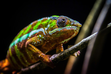 Pantherchamäleon, Furcifer pardalis