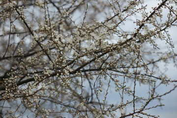  white wild plum flowers with raindrops on the petals