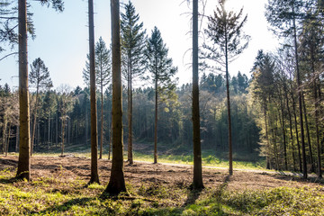Gefällte Bäume und gerodeter Waldlichtung