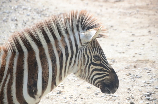  Beautiful black and white zebra in the zoo.