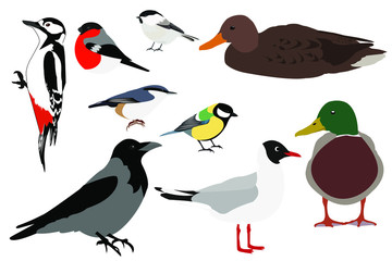 collection of birds  vector illustration isolated on white background: tit, nuthatch, pigeon, bullfinch, duck, titmouse, crow, gull, woodpecker