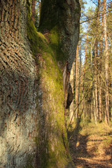 Tree trunk with green moss on it. Old tree in focus and forest at the background.