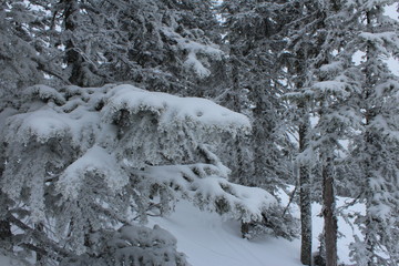 Snow on a branch of conifer