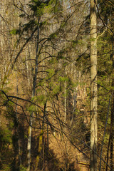 Hidden walking trails among trees. Sun beams and shadows in forest.