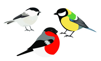 chickadee, great tit  and bullfinch bird, vector b isolated on white background