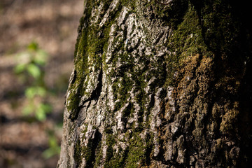 Spring tree bark in the park