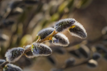 Pussy-willow branch with fluffy buds-flowers on a natural background. Awakening of nature.