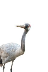  gray crane is isolated on a white background.