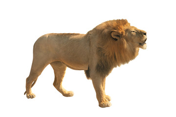 Obraz premium Warczący lew na białym tle na białym tle.