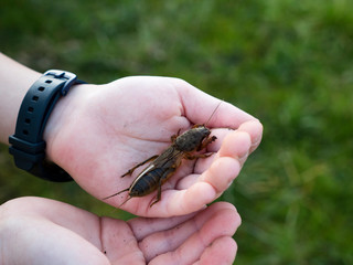 Gryllotalpa gryllotalpa – mole cricket in hand