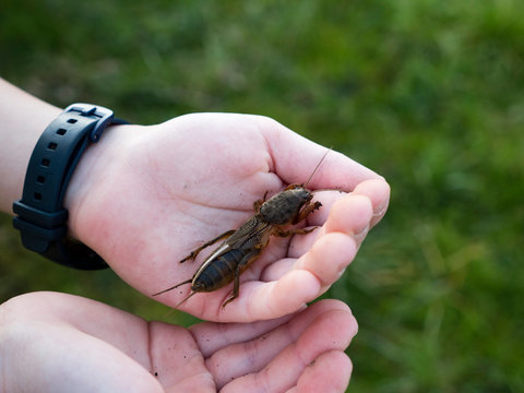 Gryllotalpa gryllotalpa &ndash; mole cricket in hand