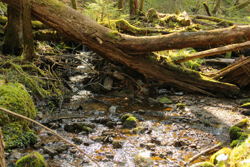 Aged wooden beam that obstructing forest stream to flow. Fallen tree that blocks a natural water spring.