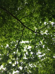 Fototapeta na wymiar Bottom view of a tree with leaves