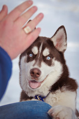 husky, dog, winter, puppy, north, ice, game