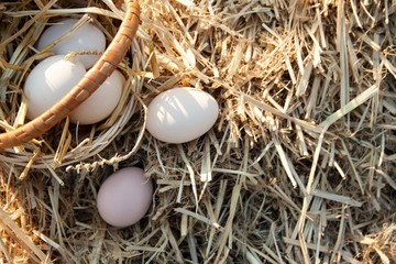 eggs spilled out in a basket on hay
