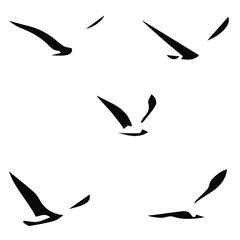 Obraz premium set of vector birds gull