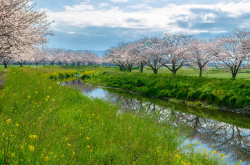 草場川の桜並木