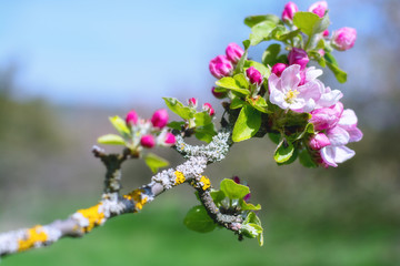 Blühender Zweig eines alten mit flechten bewachsenen Apfelbaumes un der Frühlingssonne