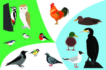 set of birds vector: owl, dove, crow, bullfinch, cock, duck, gull, tit, chickadee, woodpecker, cormorant, nuthatch