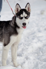 husky, dog, winter, puppy, north, ice, game