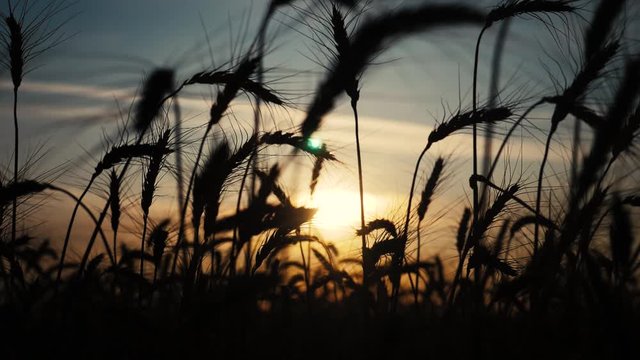 agriculture concept a golden sunset over wheat field. wheat harvest ears slow motion lifestyle video on background sky sunset