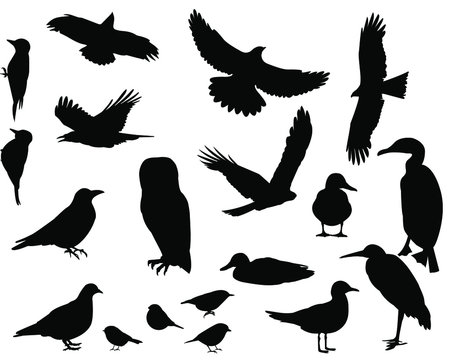 set of birds silhouettes vector illustration