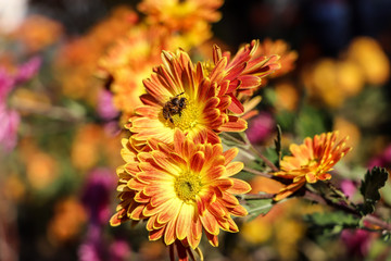 bee on orange flower