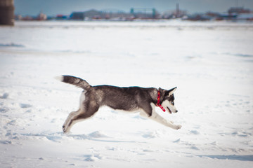 husky, dog, winter, puppy, north, ice, game