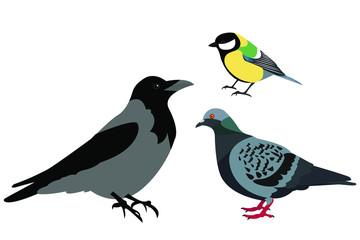 crow, pigeon, tit mouse. vector illustration of a birds