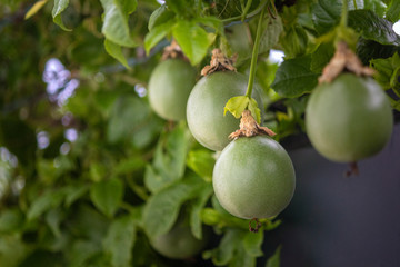 Growing unripe purple passion fruit in vine, species Passiflora edulis, commonly used as garden ornamental climber besides agriculture production.