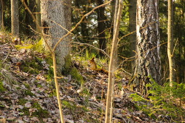 Catching a photo of a squirrel in its natural habitat. Red squirrel on the ground. 