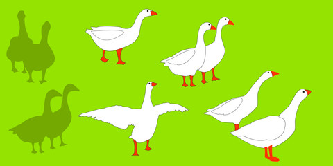 white goose on the grass 