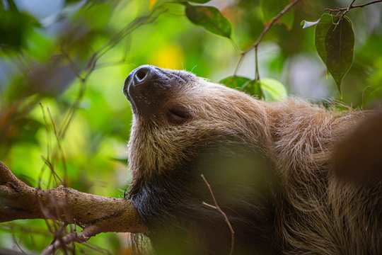 Eigentliches Zweifinger-Faultier, Choloepus didactylus