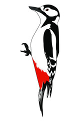 woodpecker vector illustration of a bird