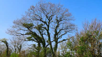 Tree in bright spring sunshine show branches before the spring- summer foliage grows