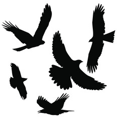 silhouettes of birds vector: kite, crow, rook
