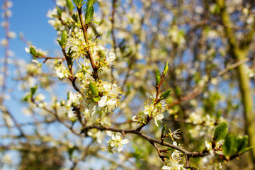 Close-up of a plum blossom out of focus background