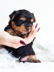 cute puppy in a human hand