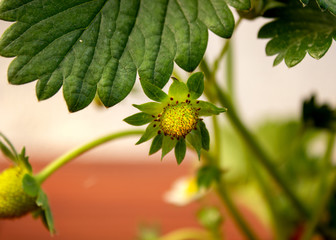 Close-up of a strawberry blossom out of focus background