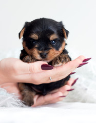cute puppy in a human hand