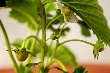 Close-up of a strawberry blossom out of focus background
