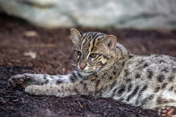 Fischkatze, Prionailurus viverrinus, Jungtier