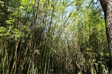 Bamboo plant forest in the botanical Garden of Lisbon