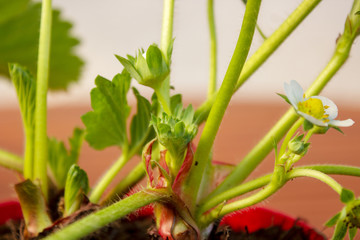 Close-up of a strawberry blossom out of focus background