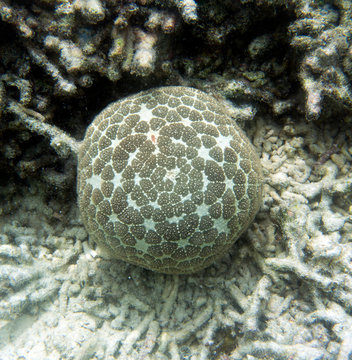 Pincushion starfish or Culcita novaeguineae in the sea of Togian islands